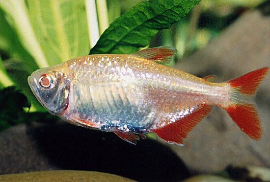HEMIGRAMMUS CAUDOVITTATUS